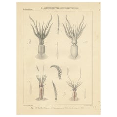 Antiker Druck von Onychoteuthis Schlangenarten