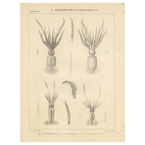 Antique Print of Onychoteuthis Squid species