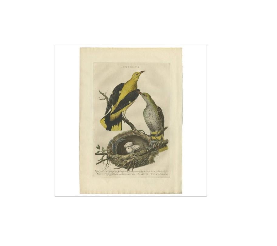 Antique print titled 'Orjolus'. Orioles are colorful old world passerine birds in the genus Oriolus, the namesake of the corvoidean family Oriolidae. They are not related to the New World orioles, which are icterids (family Icteridae) and belong to