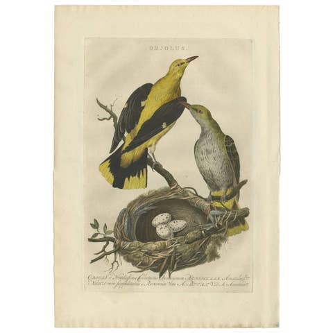 Eurasian Golden Oriole with Nest – Antique Bird Engraving, Nozeman & Sepp 1770