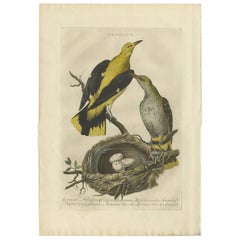 Antique Print of Oriolus Birds by Sepp & Nozeman, 1770