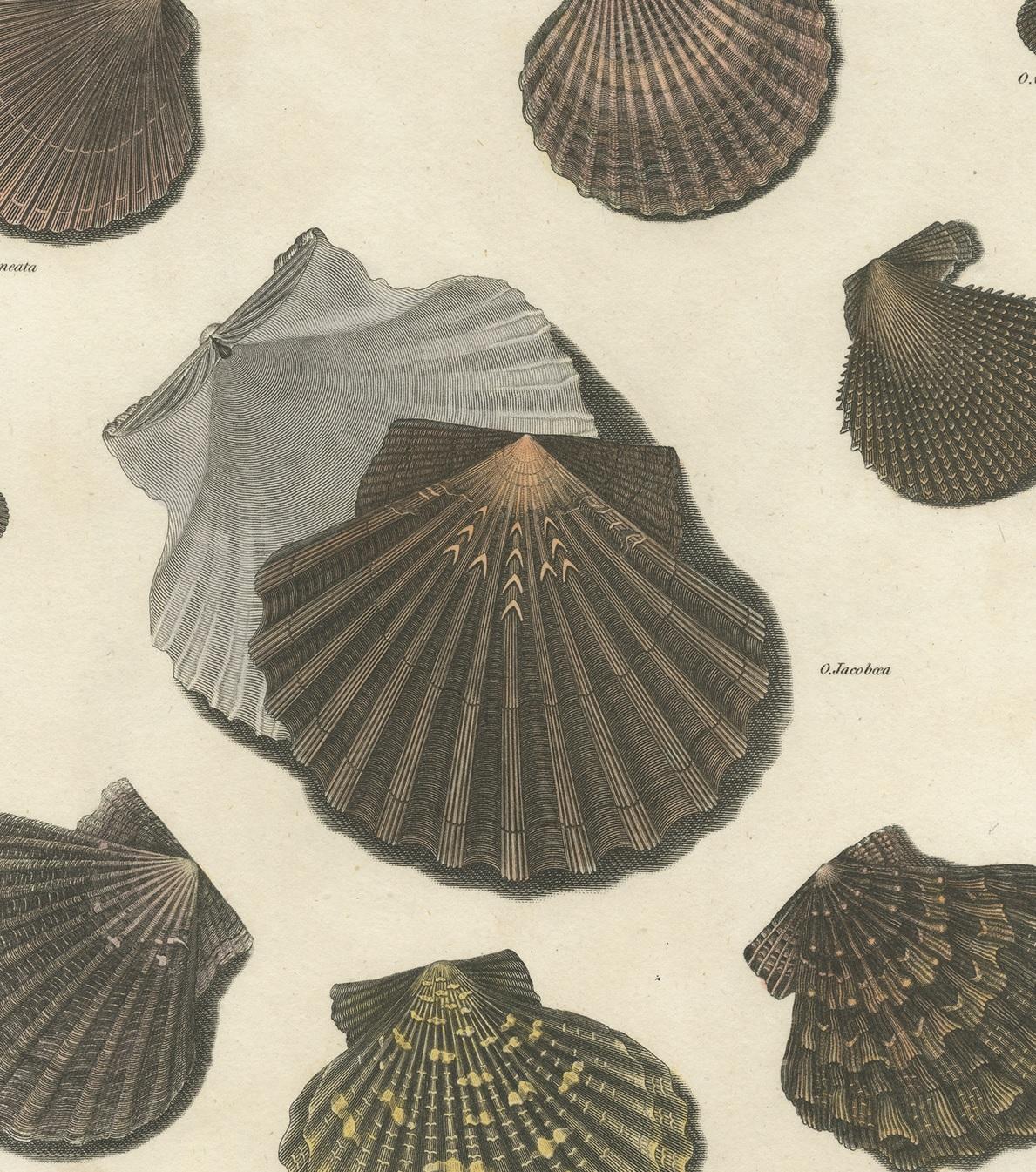 Antique print depictin Ostrea, a genus of edible oysters, marine bivalve mollusks in the family Ostreidae, the oysters. Issued in 1809 as part of the conchology section of Abraham Rees’ Cyclopaedia or Universal Dictionary of Arts, Sciences and