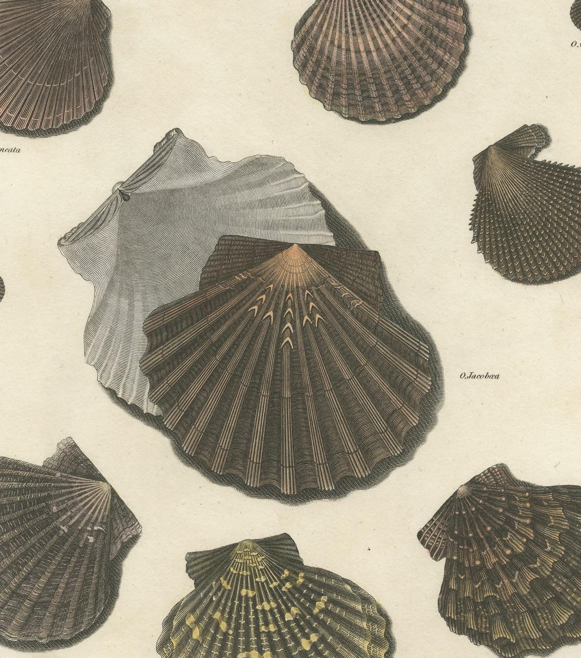 Antique Print of Ostrea/Oysters by T. Milton, 1809 For Sale at 1stDibs oysters milton