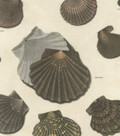 Antique Print of Ostrea/Oysters by T. Milton, 1809