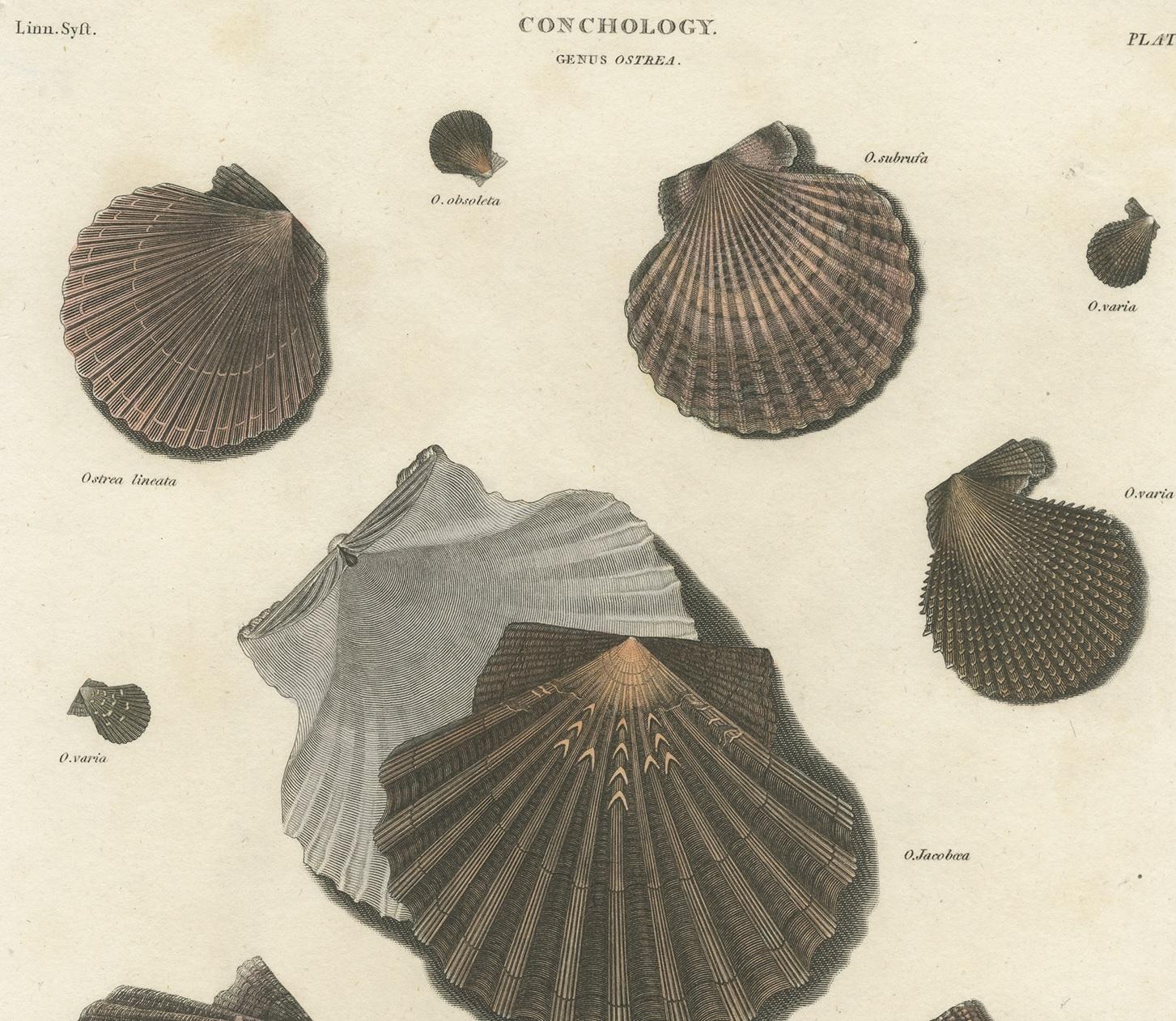 Antiker Druck von Ostrea/Oysters von T. Milton, 1809 (Englisch) im Angebot
