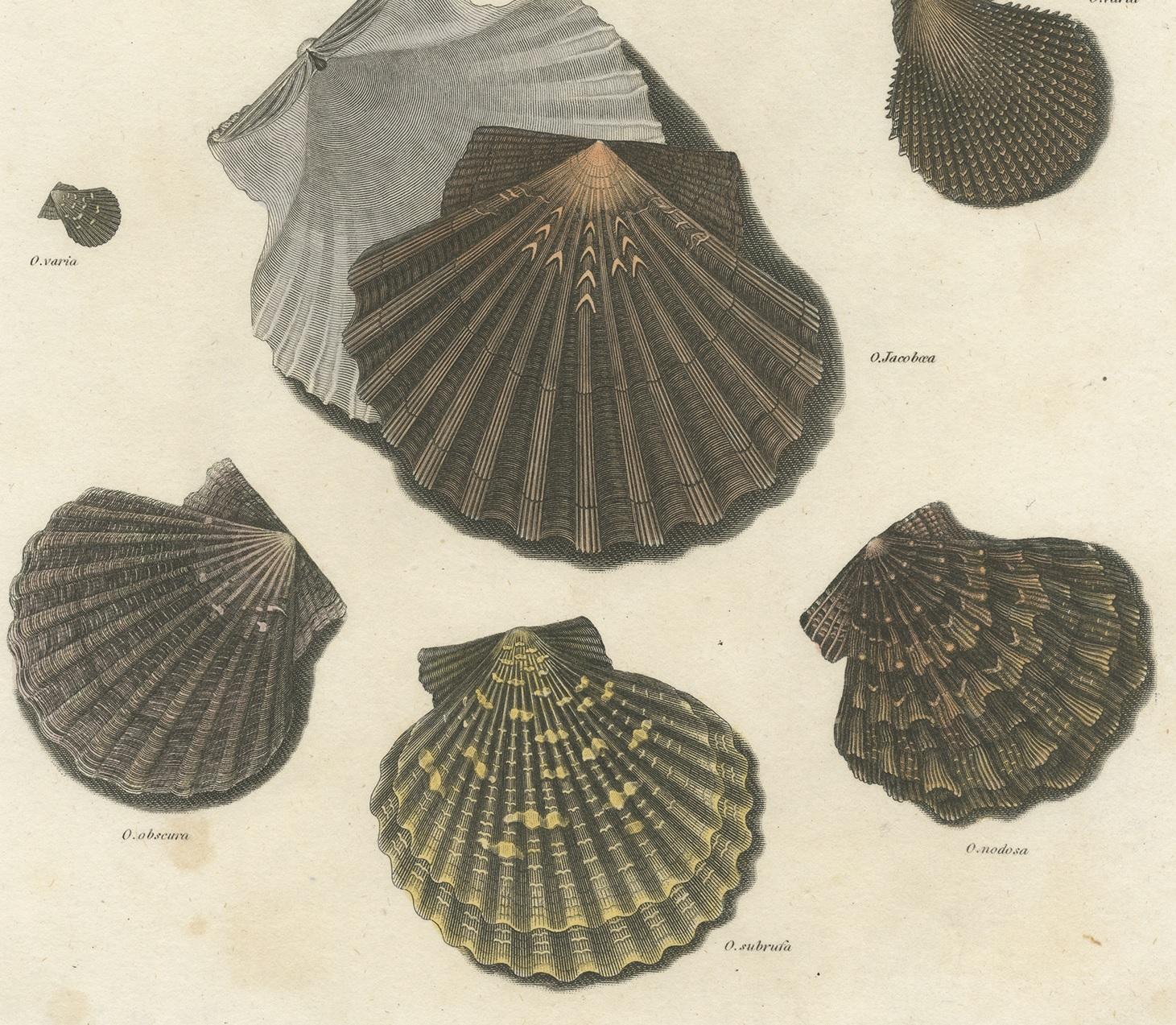 Antiker Druck von Ostrea/Oysters von T. Milton, 1809 im Zustand „Gut“ im Angebot in Langweer, NL
