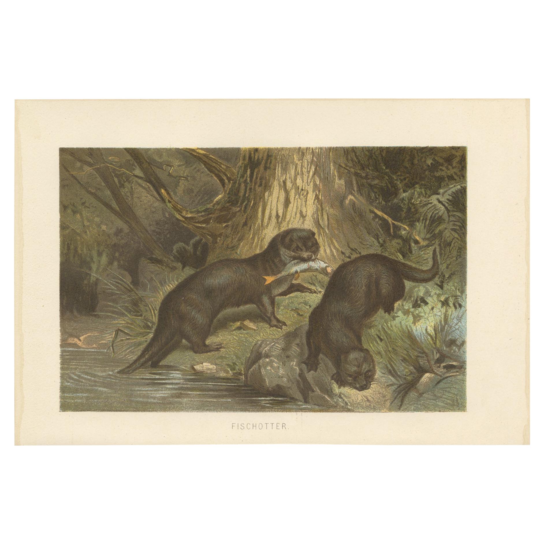 Antique Print of Otters by Brehm 'c.1890' For Sale