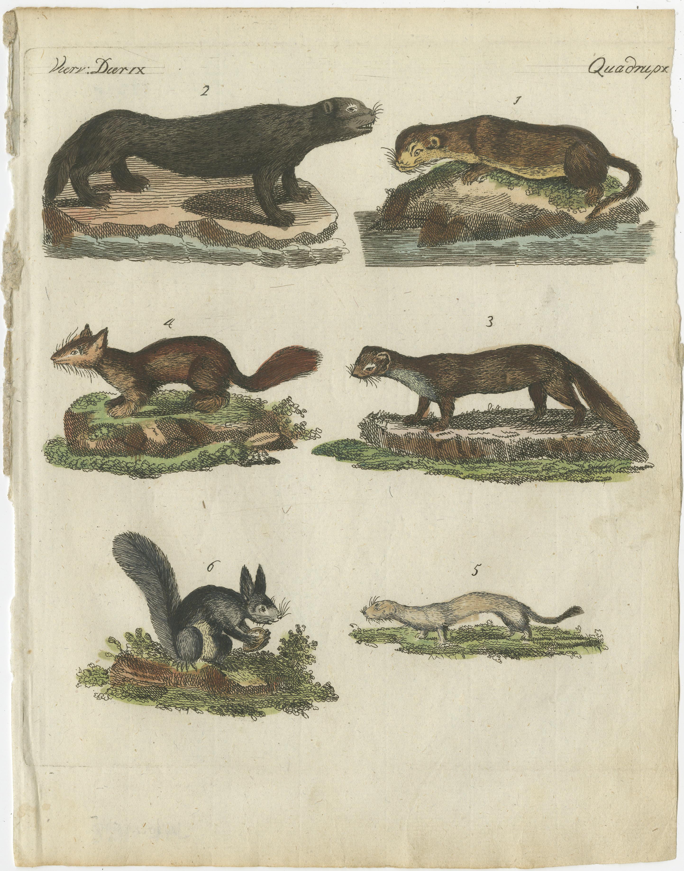 Original antique print of otters, martens, an ermine and a squirrel. This engraved print originates from a very rare unknown Dutch work. The plates are similar to the plates in the famous German work: ‘Bilderbuch fur Kinder' by F.J. Bertuch,