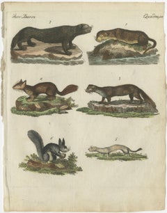 Antique Print of Otters, Martens, Ermine, a Squirrel and a Beaver, circa 1820