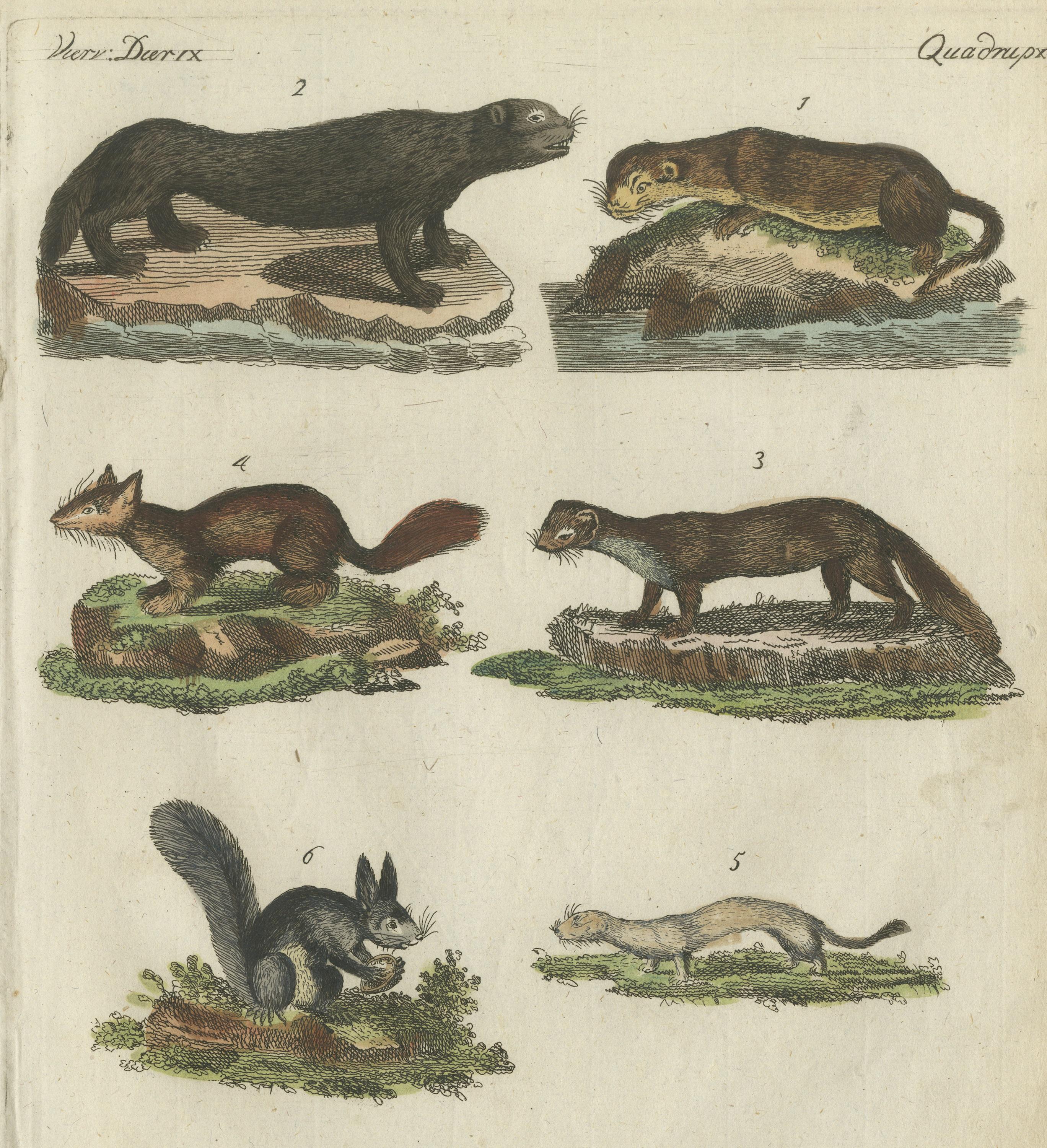 Antique Print of Otters, Martens, Ermine, a Squirrel and a Beaver, circa 1820 In Good Condition For Sale In Langweer, NL