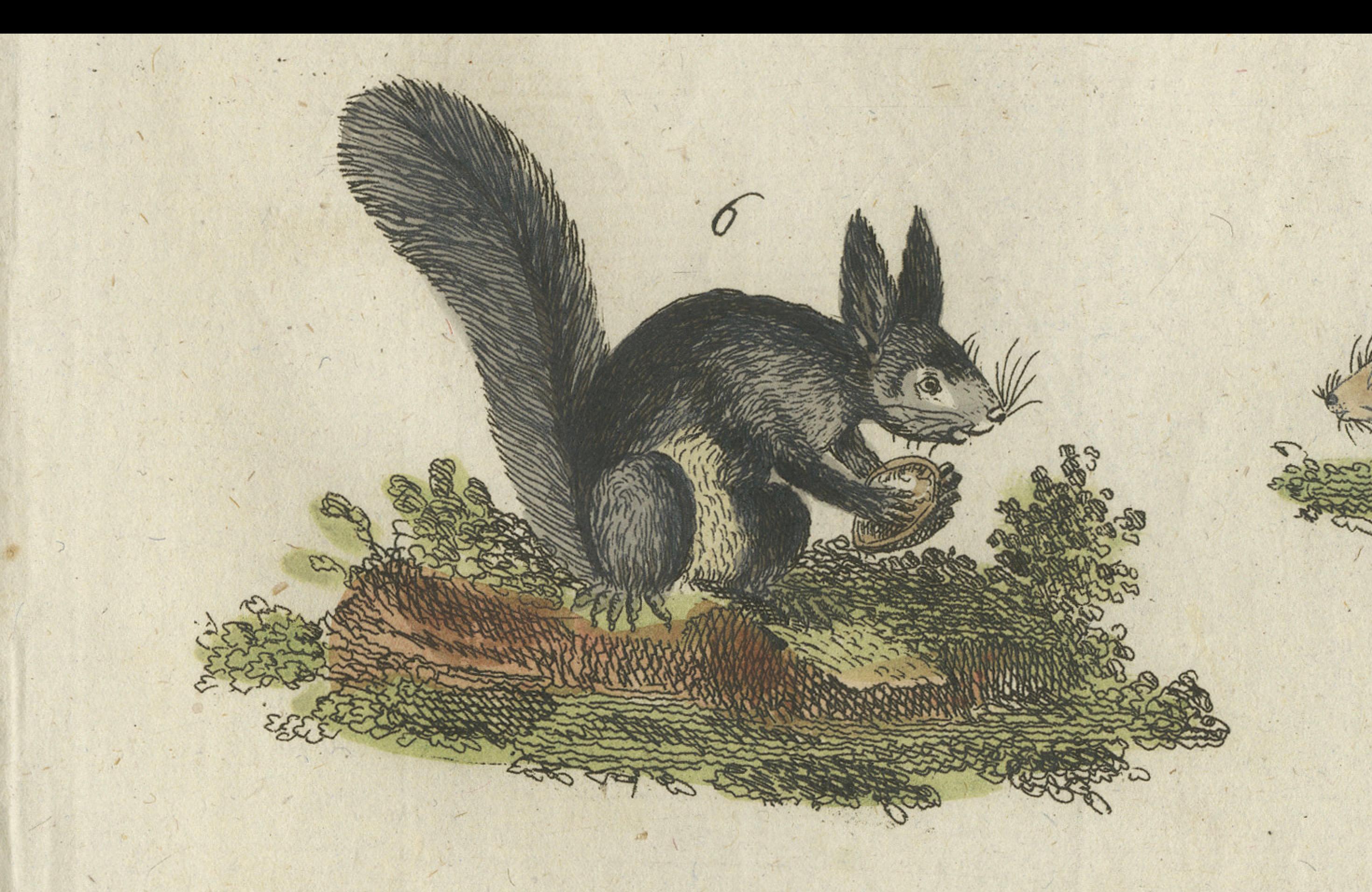 19th Century Antique Print of Otters, Martens, Ermine, a Squirrel and a Beaver, circa 1820 For Sale