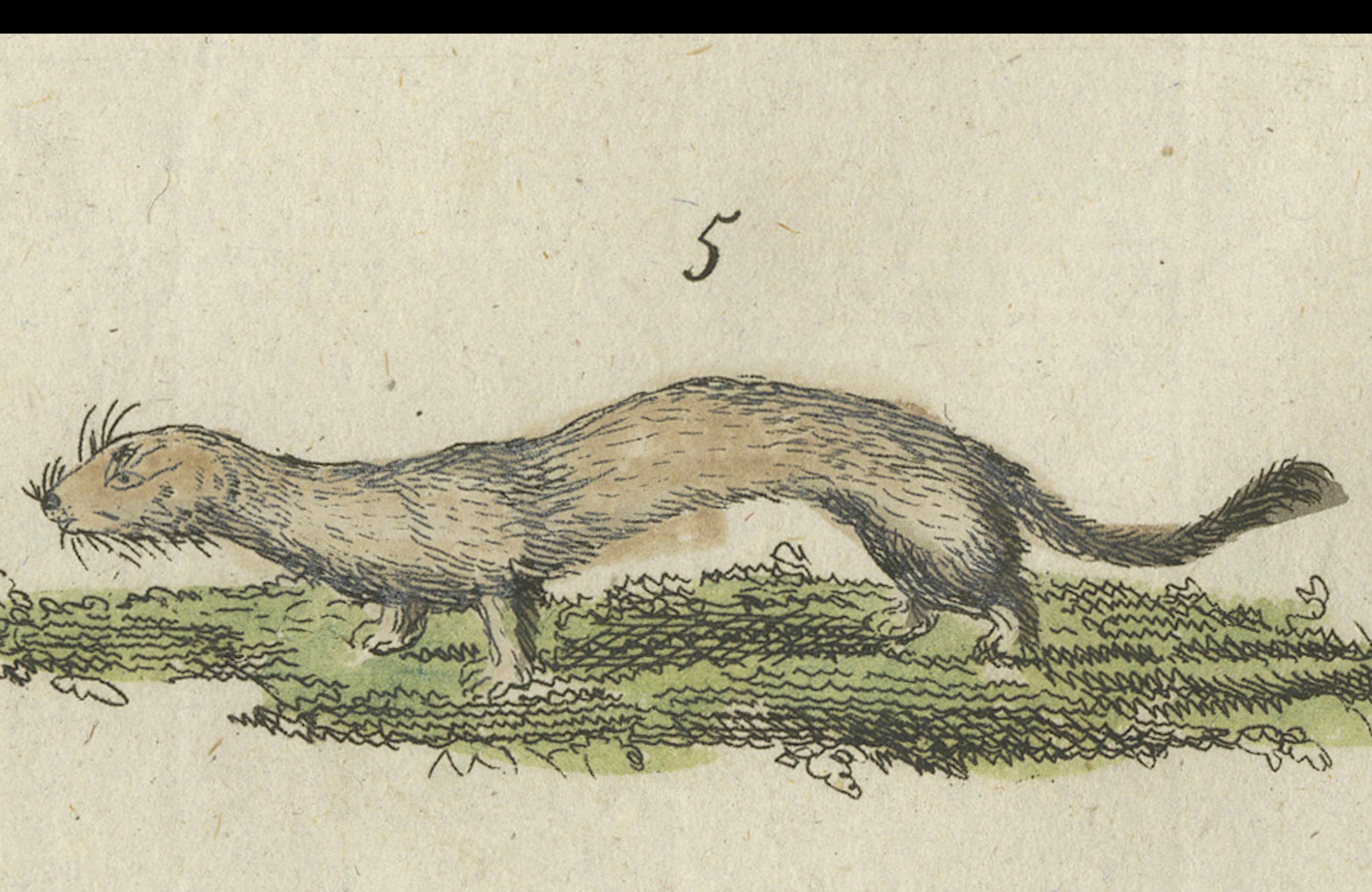 Paper Antique Print of Otters, Martens, Ermine, a Squirrel and a Beaver, circa 1820 For Sale