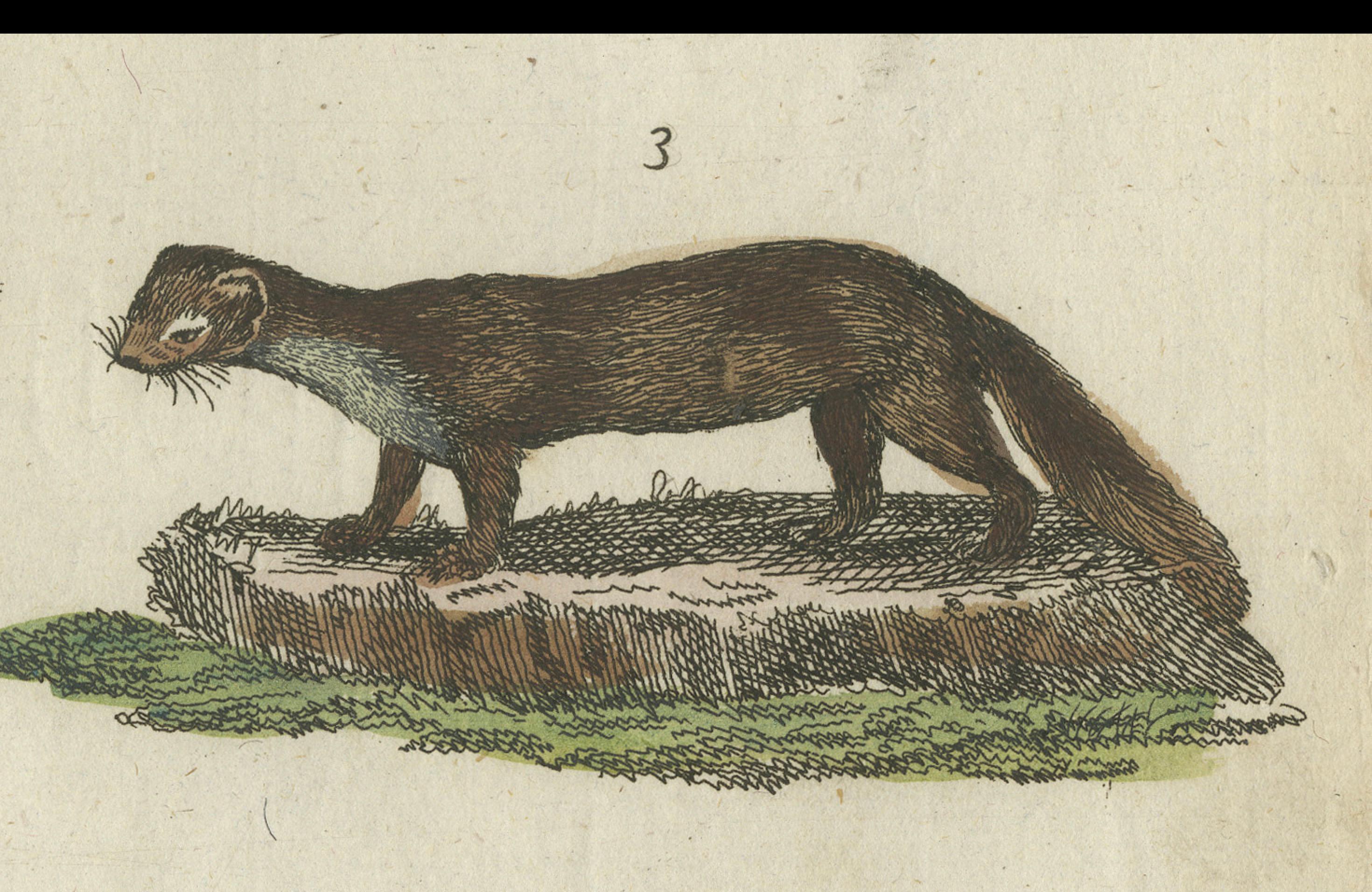 Antique Print of Otters, Martens, Ermine, a Squirrel and a Beaver, circa 1820 For Sale 1