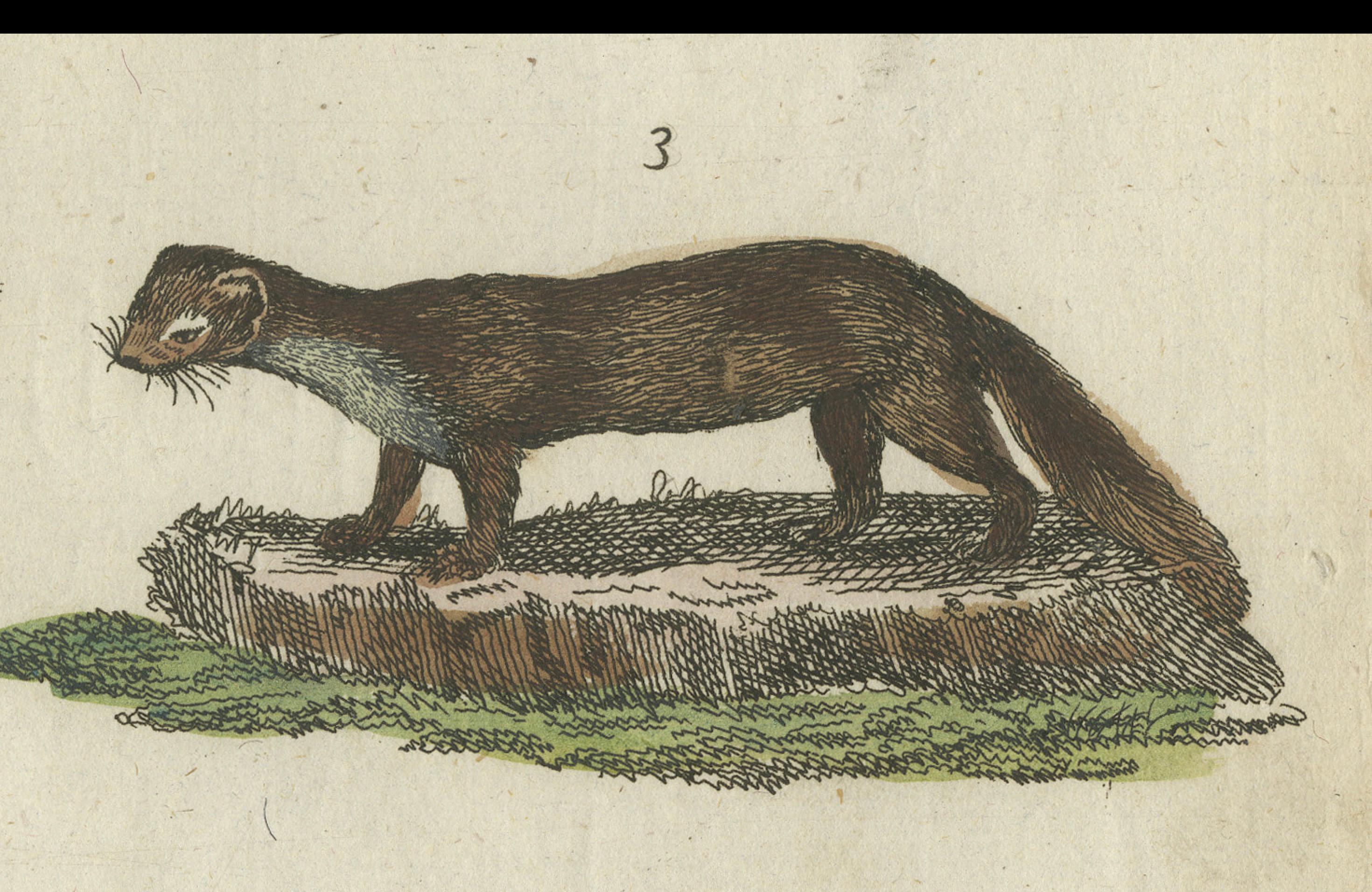 Carta Stampa antica di lontre, martore, ermellino, scoiattolo e castoro, 1820 ca. in vendita