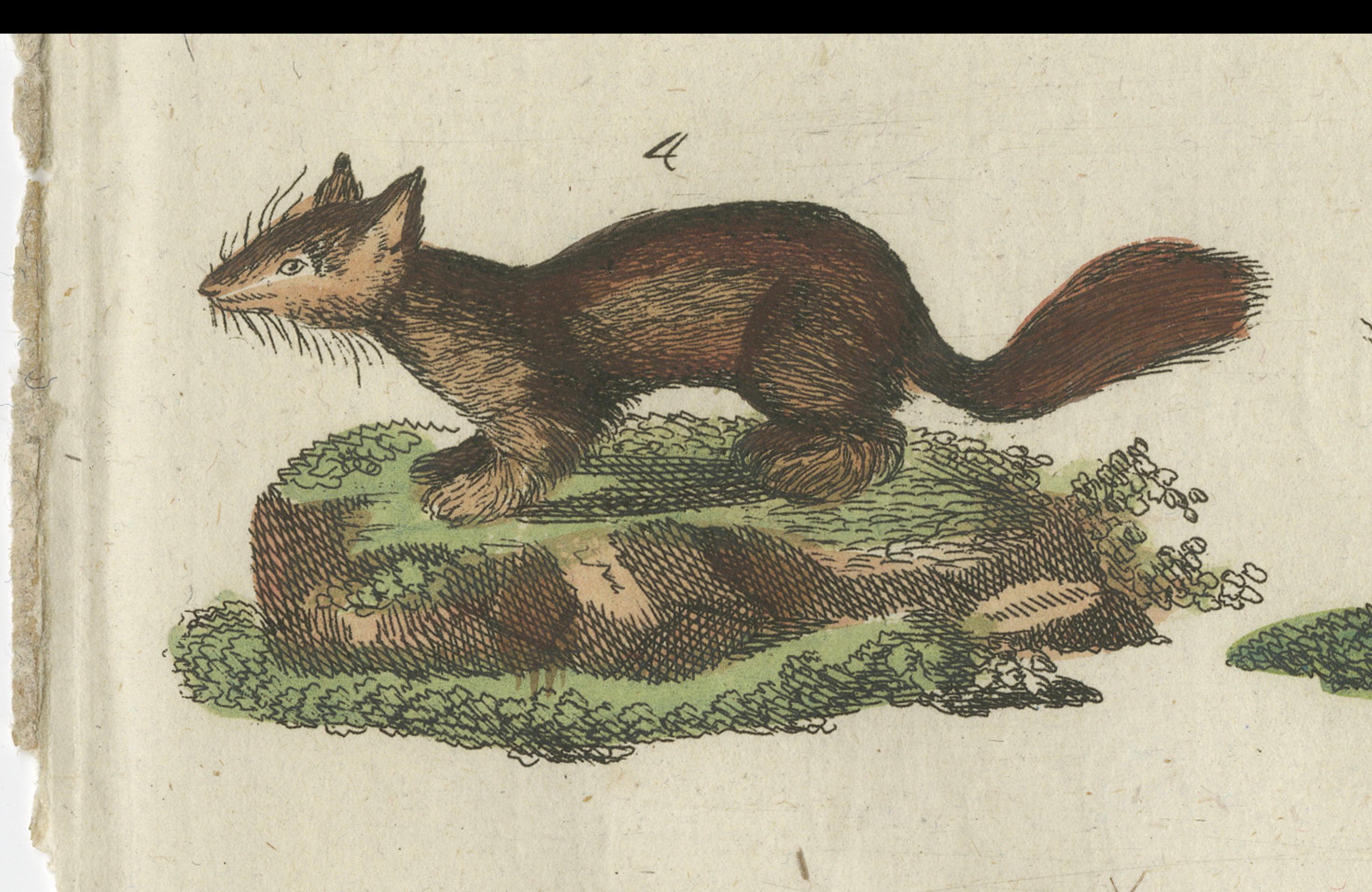 Antique Print of Otters, Martens, Ermine, a Squirrel and a Beaver, circa 1820 For Sale 2