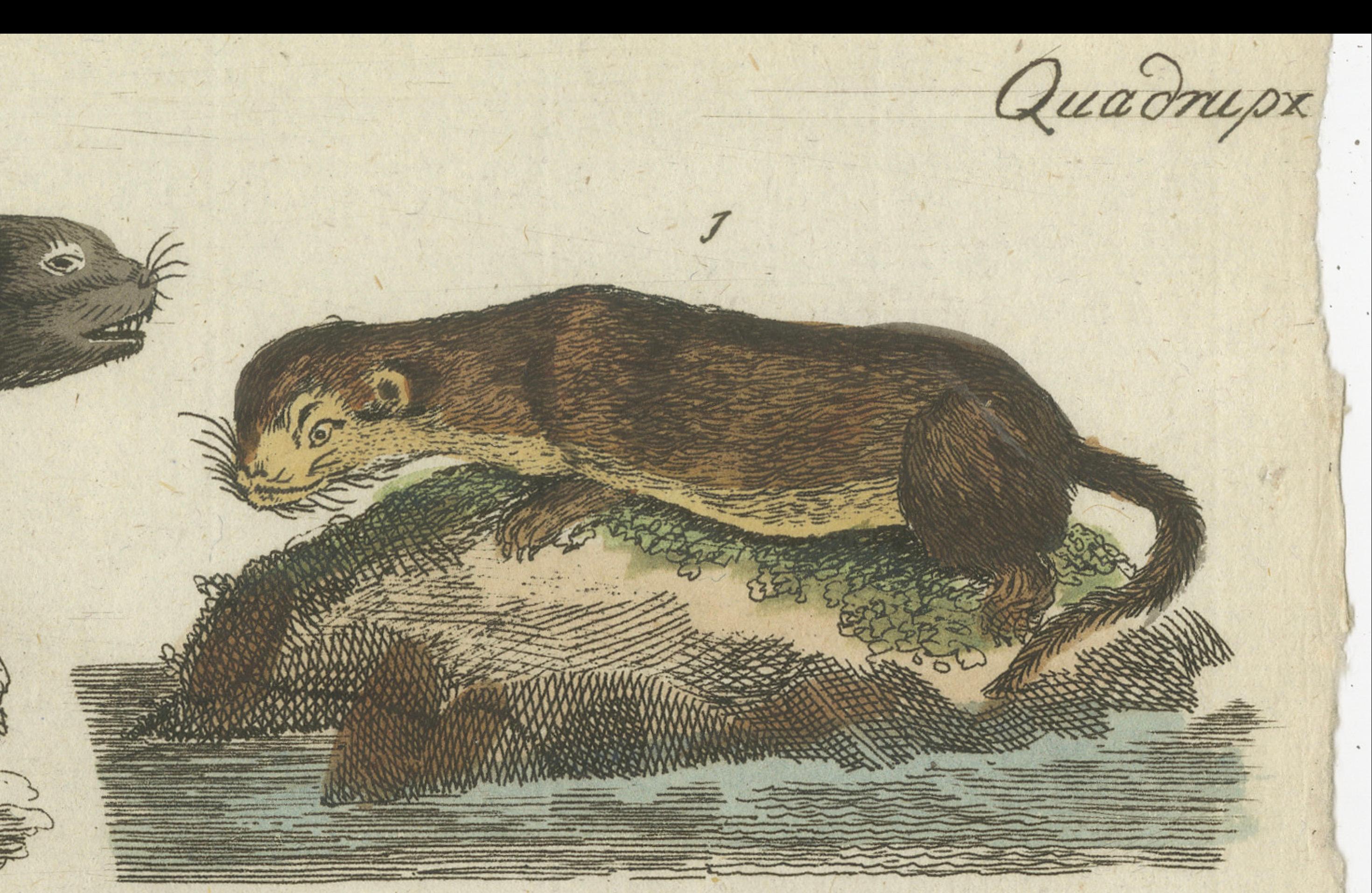 Antique Print of Otters, Martens, Ermine, a Squirrel and a Beaver, circa 1820 For Sale 3