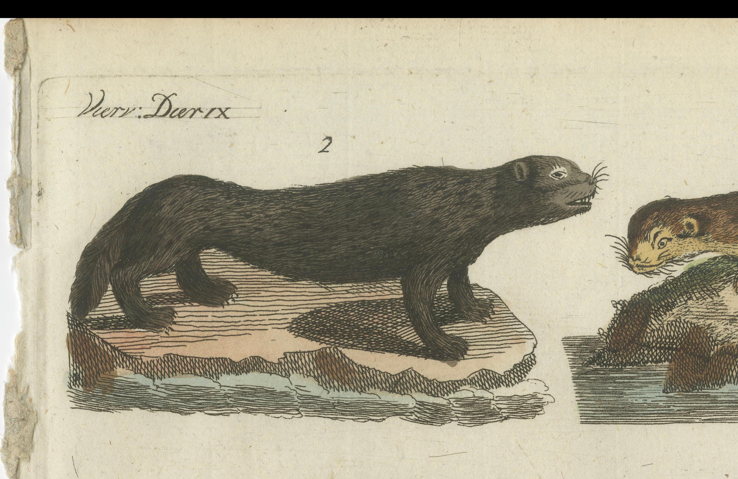 Antique Print of Otters, Martens, Ermine, a Squirrel and a Beaver, circa 1820 For Sale 4