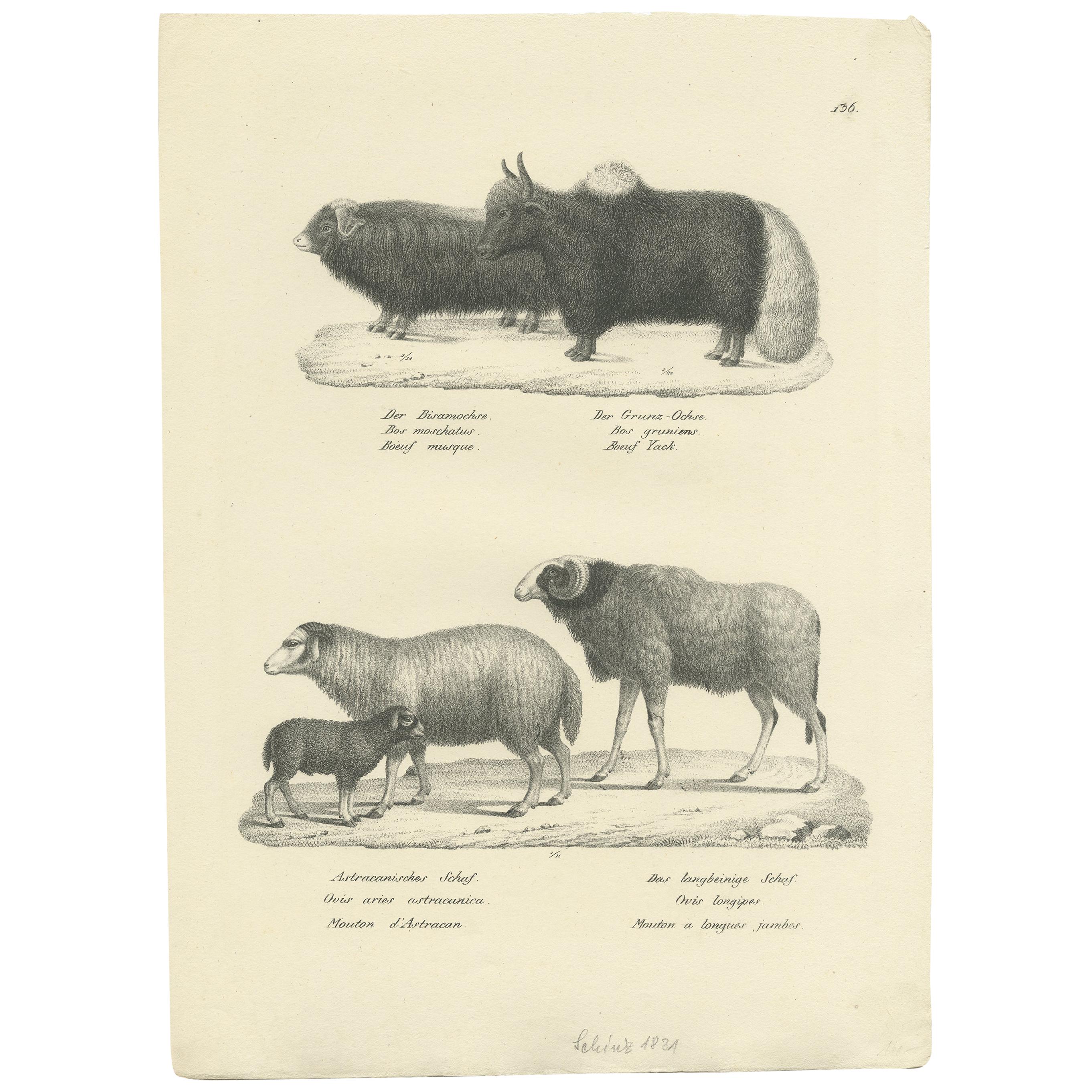 Impression ancienne d'un agneau et de moutons par Schinz, vers 1830