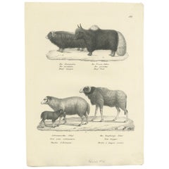Antique Print of Oxen and Sheep by Schinz, 'c.1830'