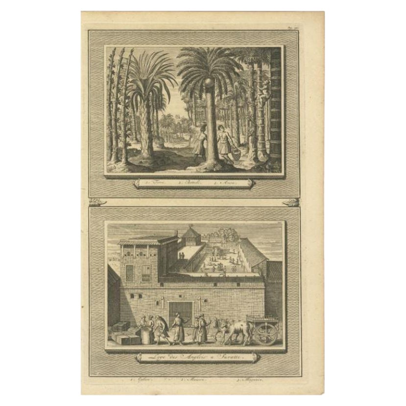 Impression ancienne de palmiers et de l'usine de Suratte en Inde, 1719 en vente