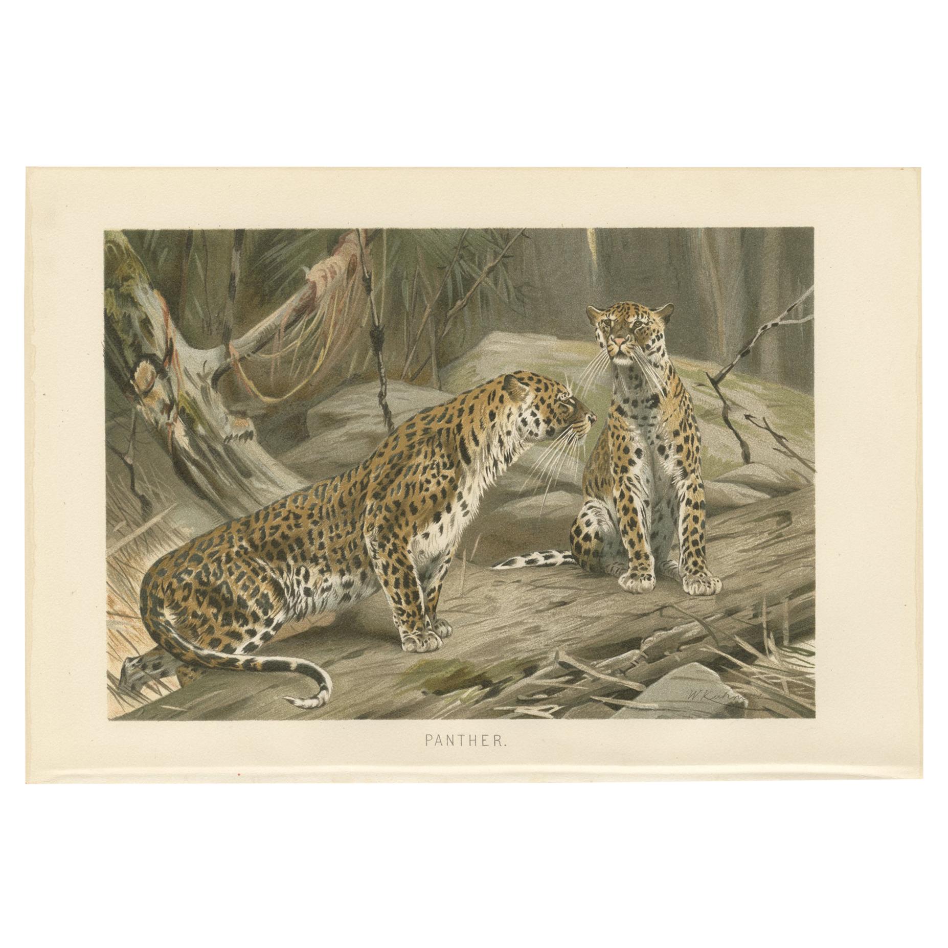 Antique Print of Panthers by Brehm 'c.1890' For Sale