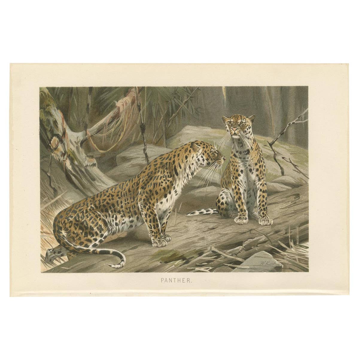 Antique Print of Panthers by Brehm c.1890