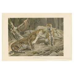 Antique Print of Panthers by Brehm 'c.1890'