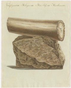 Antique Print of Part of an Excavated Elephant Tusk