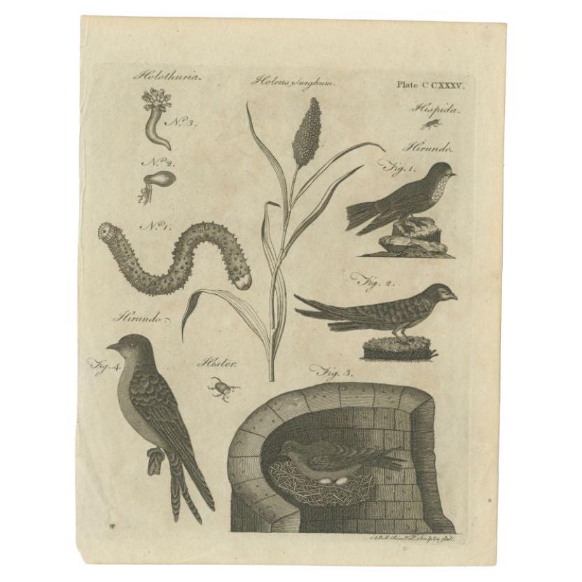Antique Print of Passerine Birds and Insects, 1797