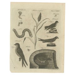 Impression ancienne d'oiseaux et d'insectes de Passerine, 1797