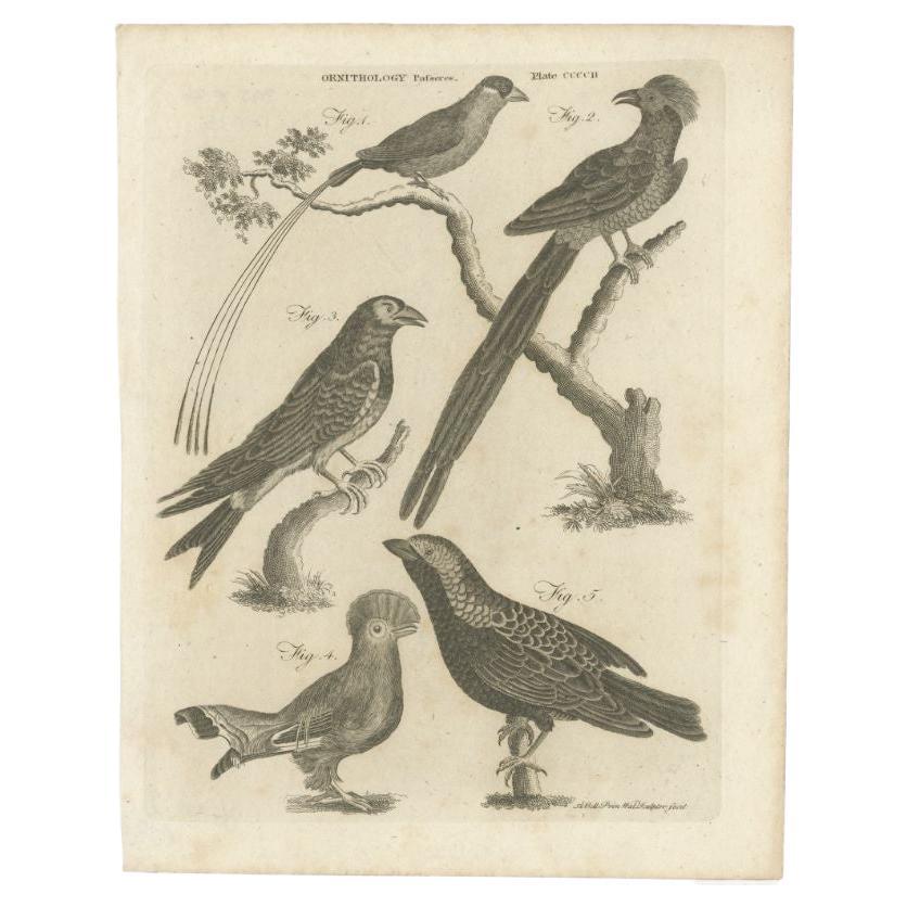 Antiker Druck von Passerine-Vogeln und anderen Vögeln, 1810