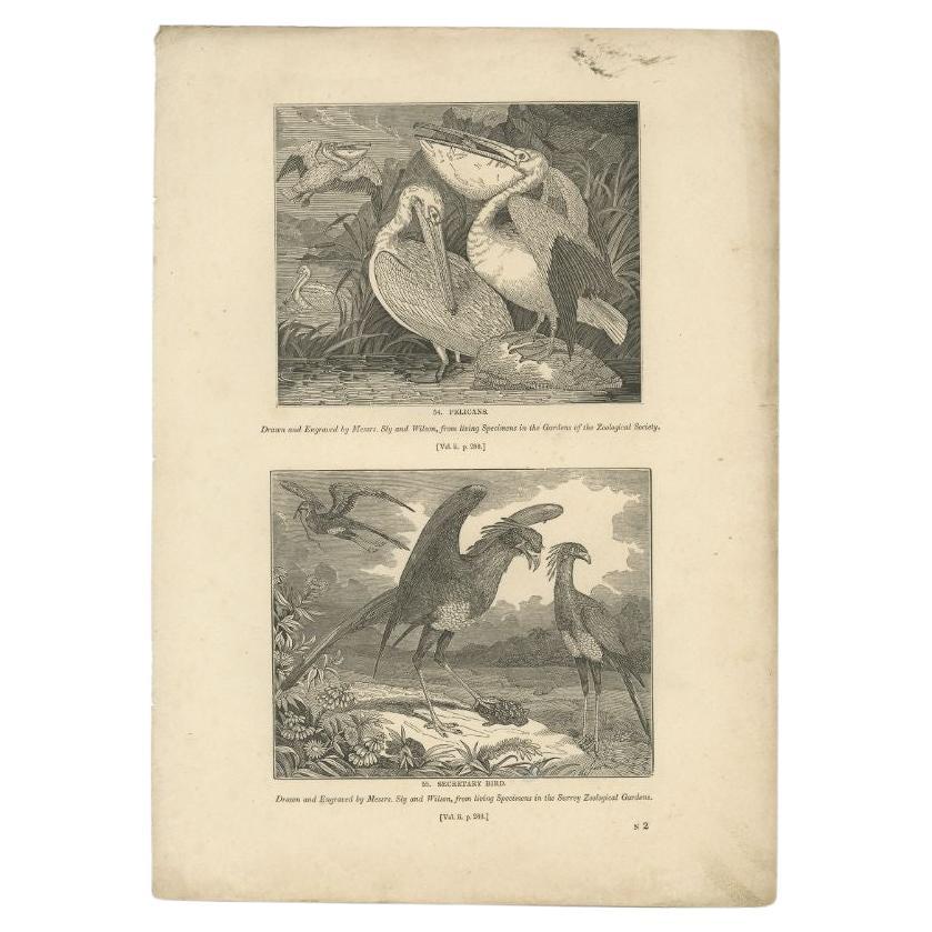 Antique Print of Pelicans and Secretary Birds, 1835