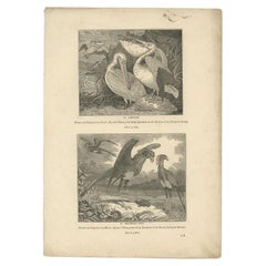 Impression ancienne de pélicans et d'oiseaux secrétaires, 1835