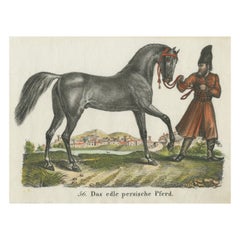 Impression ancienne d'un cheval persan
