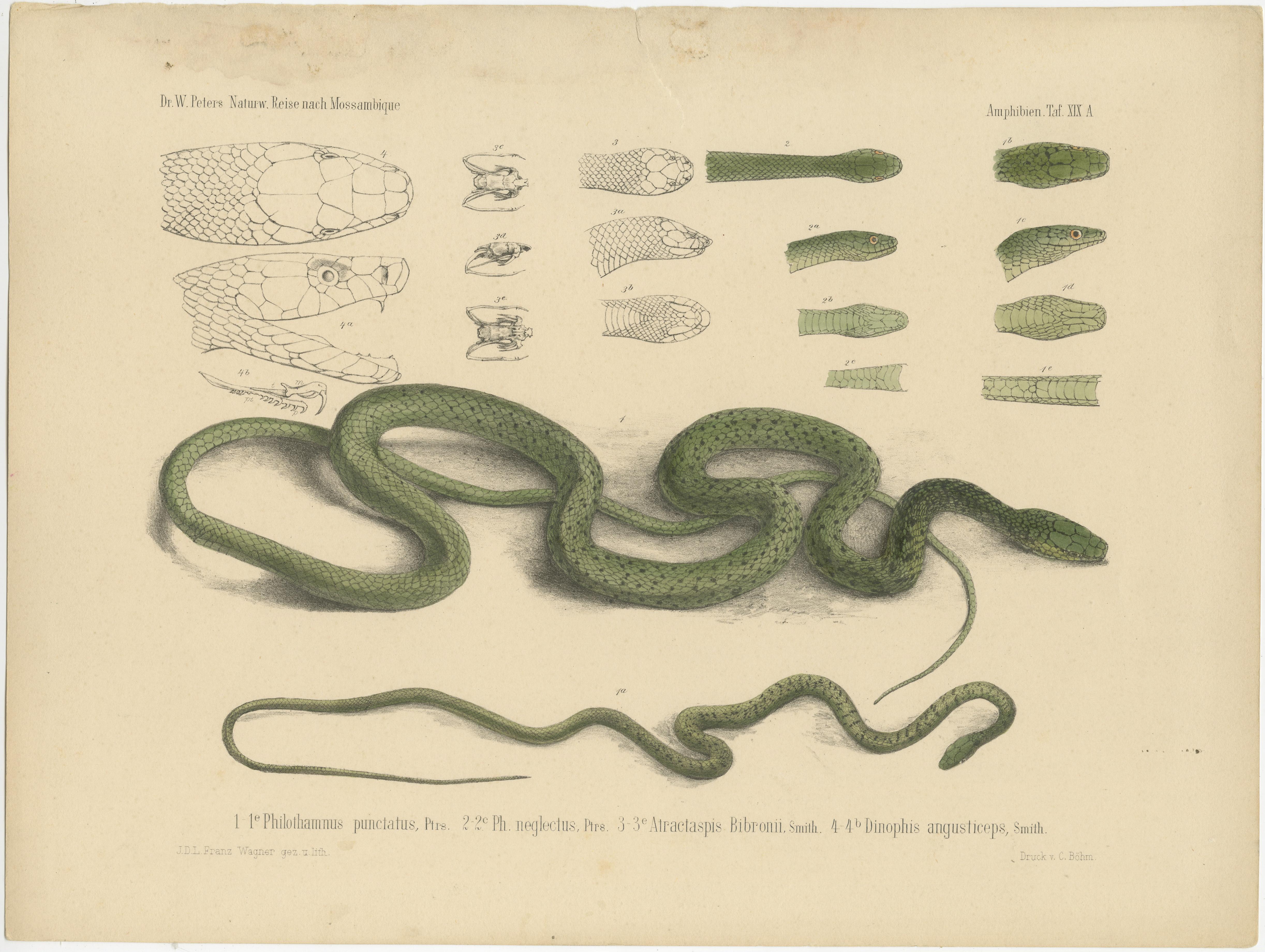 Antique print titled 'Philothamnus punctatus, Ph. neglectus (..)'. Original antique print of Philothamnus and other snake species. This print originates from 'Naturwissenschaftliche Reise nach Mossambique (..)' by Wilhelm C.H. Peters, published