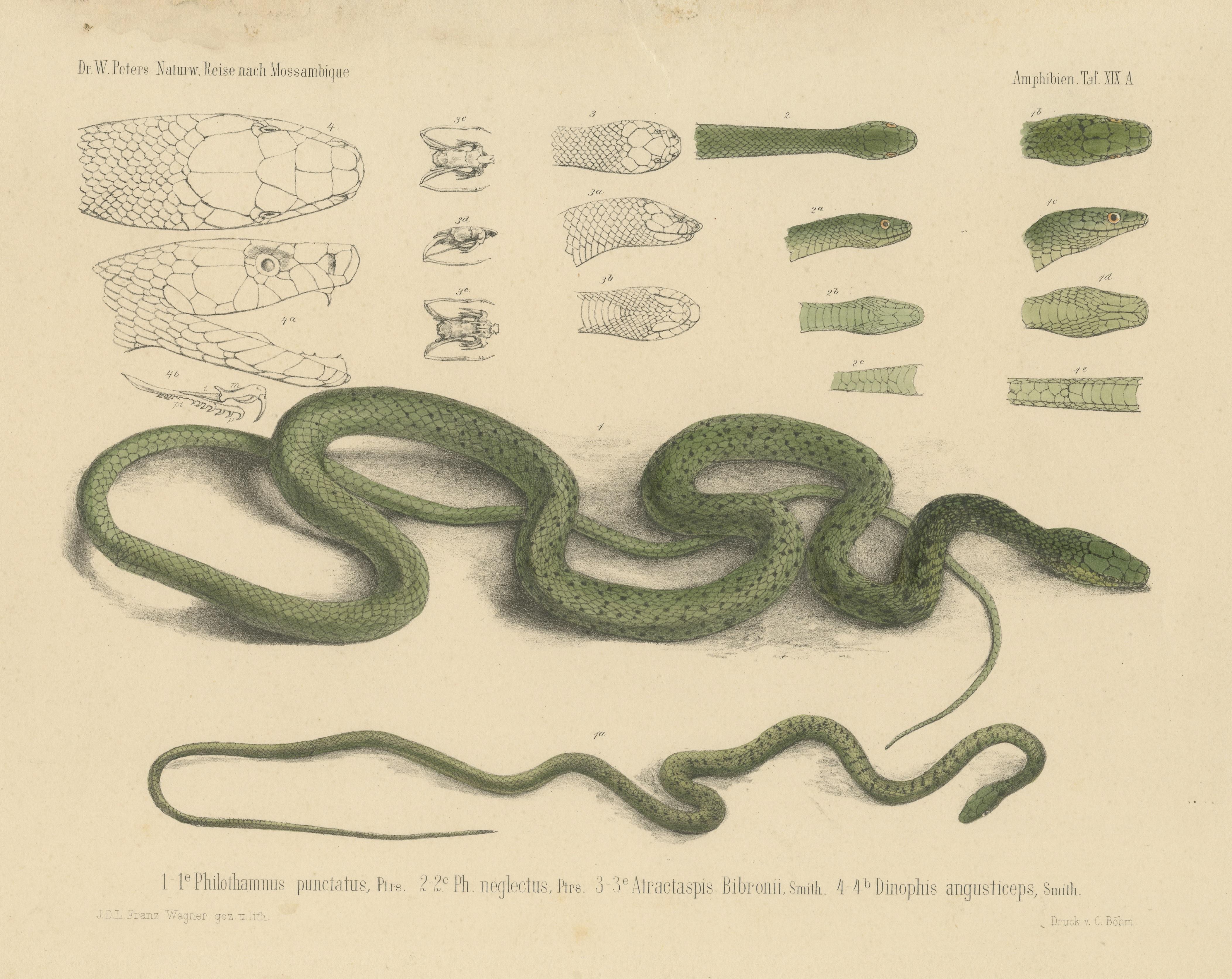 Antique Print of Philothamnus and other Snake Species In Fair Condition For Sale In Langweer, NL