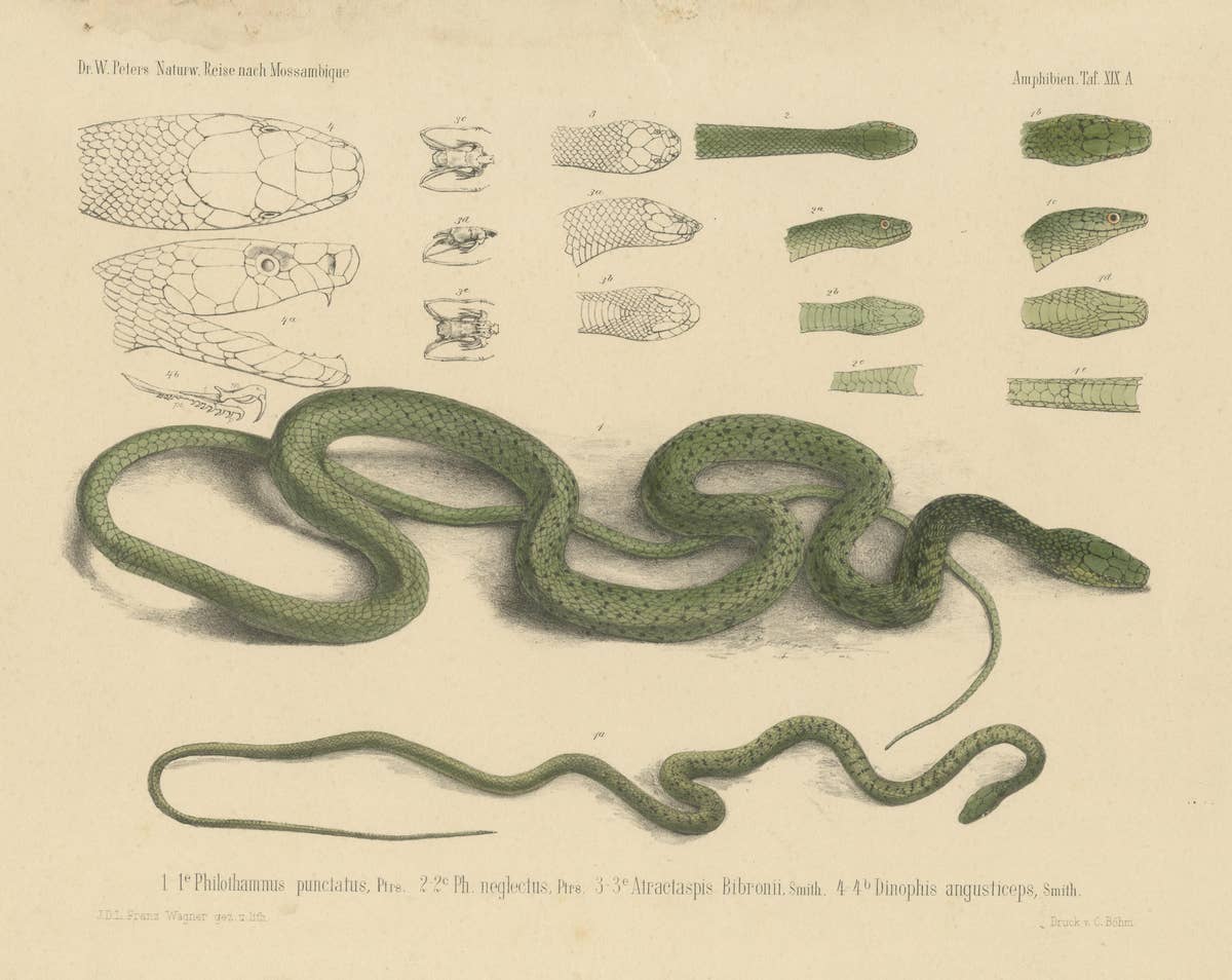 Antique Print of Philothamnus and other Snake Species