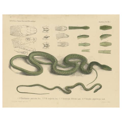 Antique Print of Philothamnus and other Snake Species