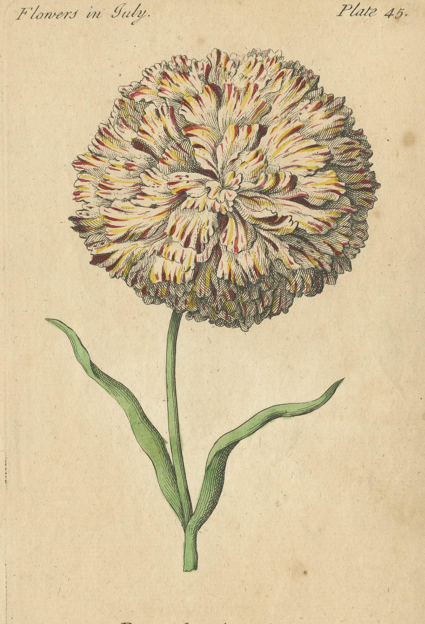 Antique botany print titled 'Princess Picotée' and 'Painted Lady Carnation'. These prints originate from 'The Compleat Florist' by J. Duke.