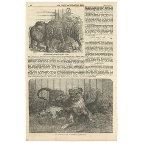 Antique Print of Pigmy Elephants and Lion Cubs, 1854
