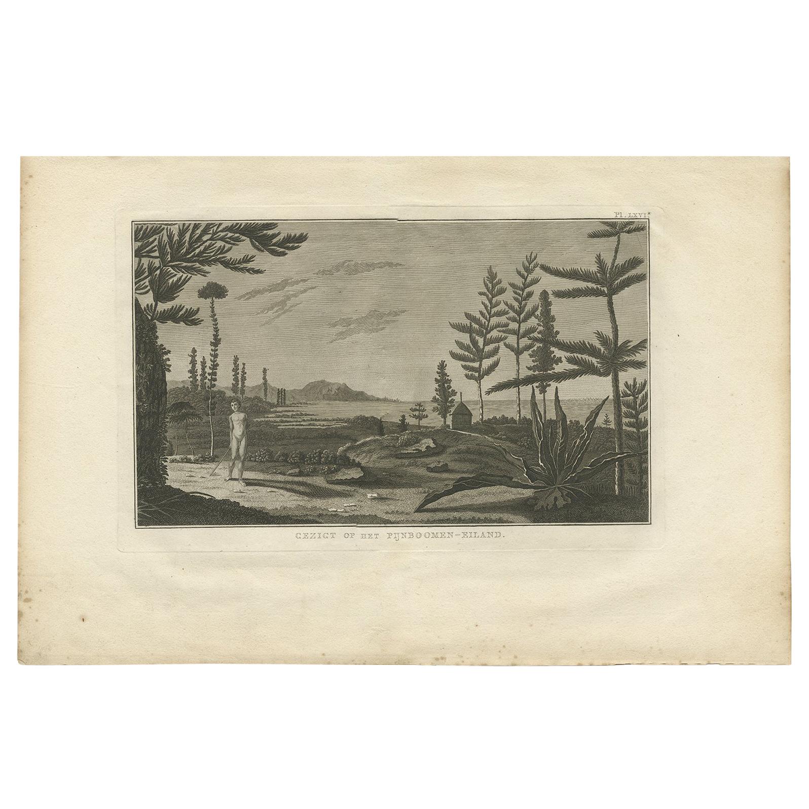 Antiker Druck einer Kiefernbauminsel von Cook '1803'
