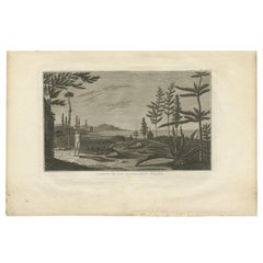 Antiker Druck einer Kiefernbauminsel von Cook '1803'
