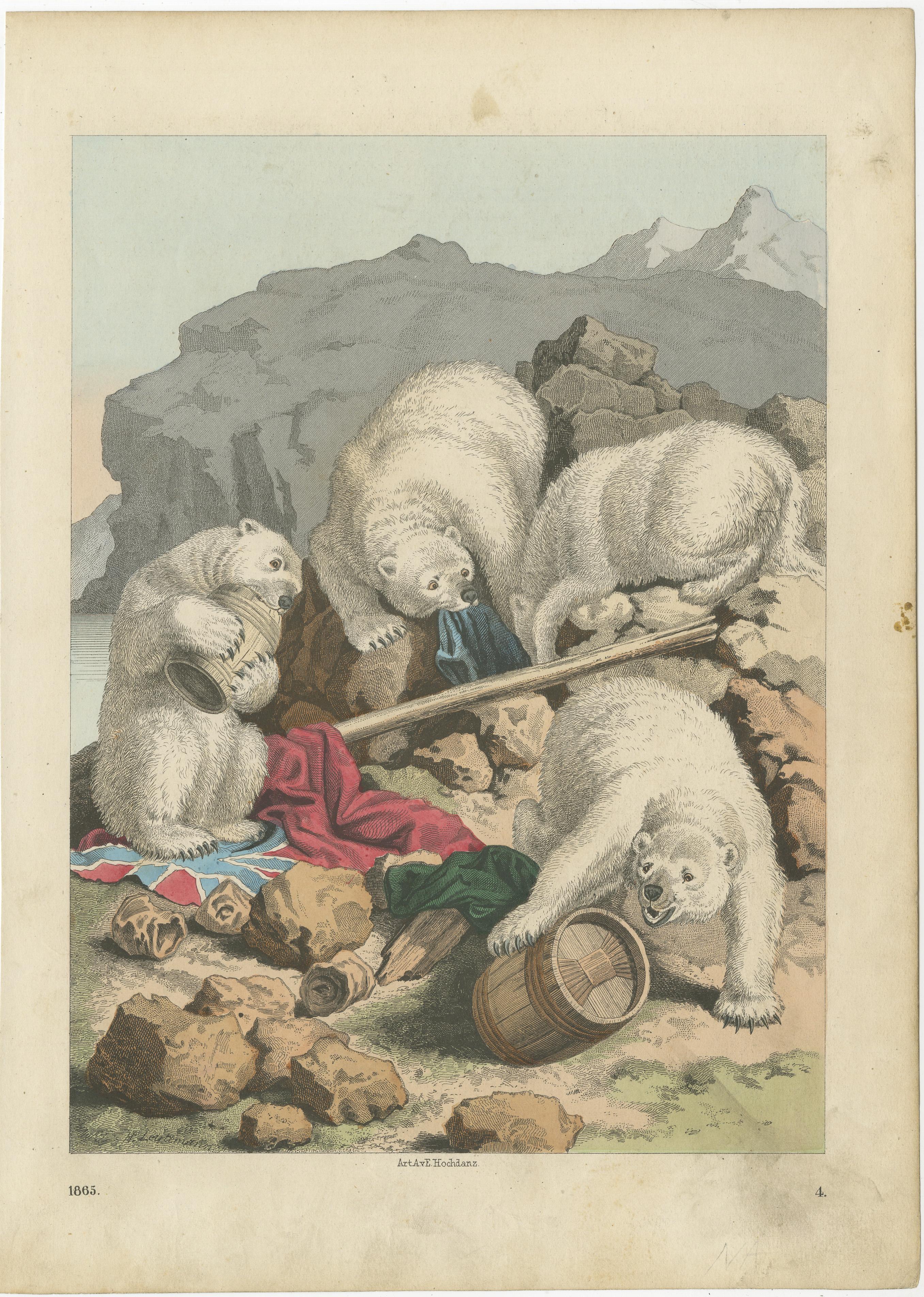 Impression ancienne originale d'ours polaires. Lithographié par ou d'après Hochdanz. Publié vers 1865. 