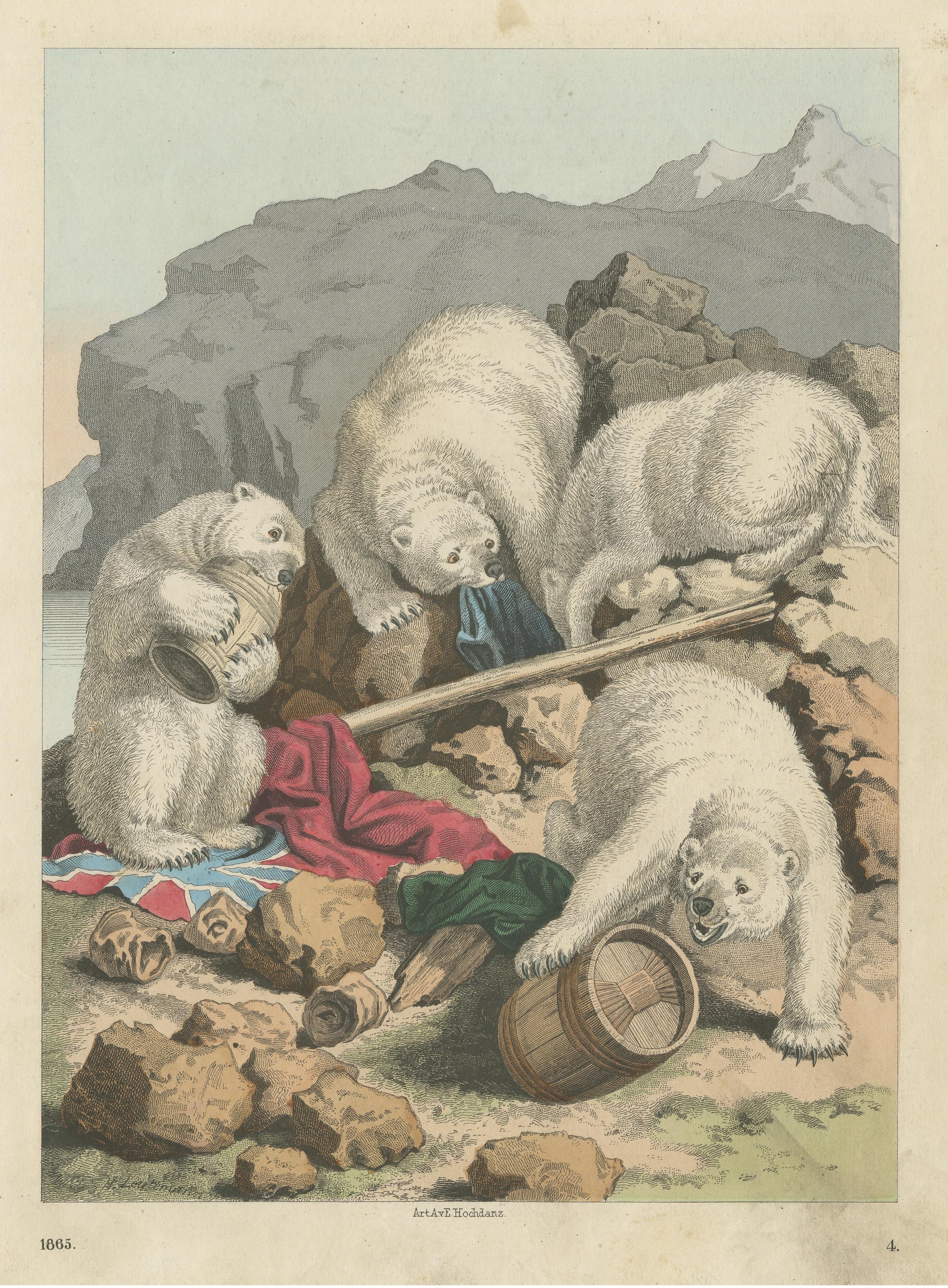 Antique Print of Polar Bears In Fair Condition For Sale In Langweer, NL
