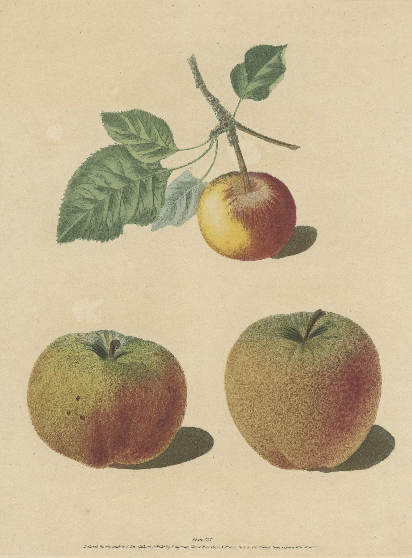 Handcoloured stipple engraving of an illustration by George Brookshaw. It shows Apple varieties, Malus domestica: Pomme d'Api, Padly's Pippin and Bigg's Nonsuch. This print originates from 'Pomona Britannica' published by Longman, Hurst, etc. 1817.