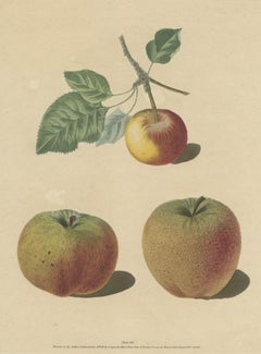 Antique Print of Pomme d'Api, Padly's Pippin and Bigg's Nonsuch Apples