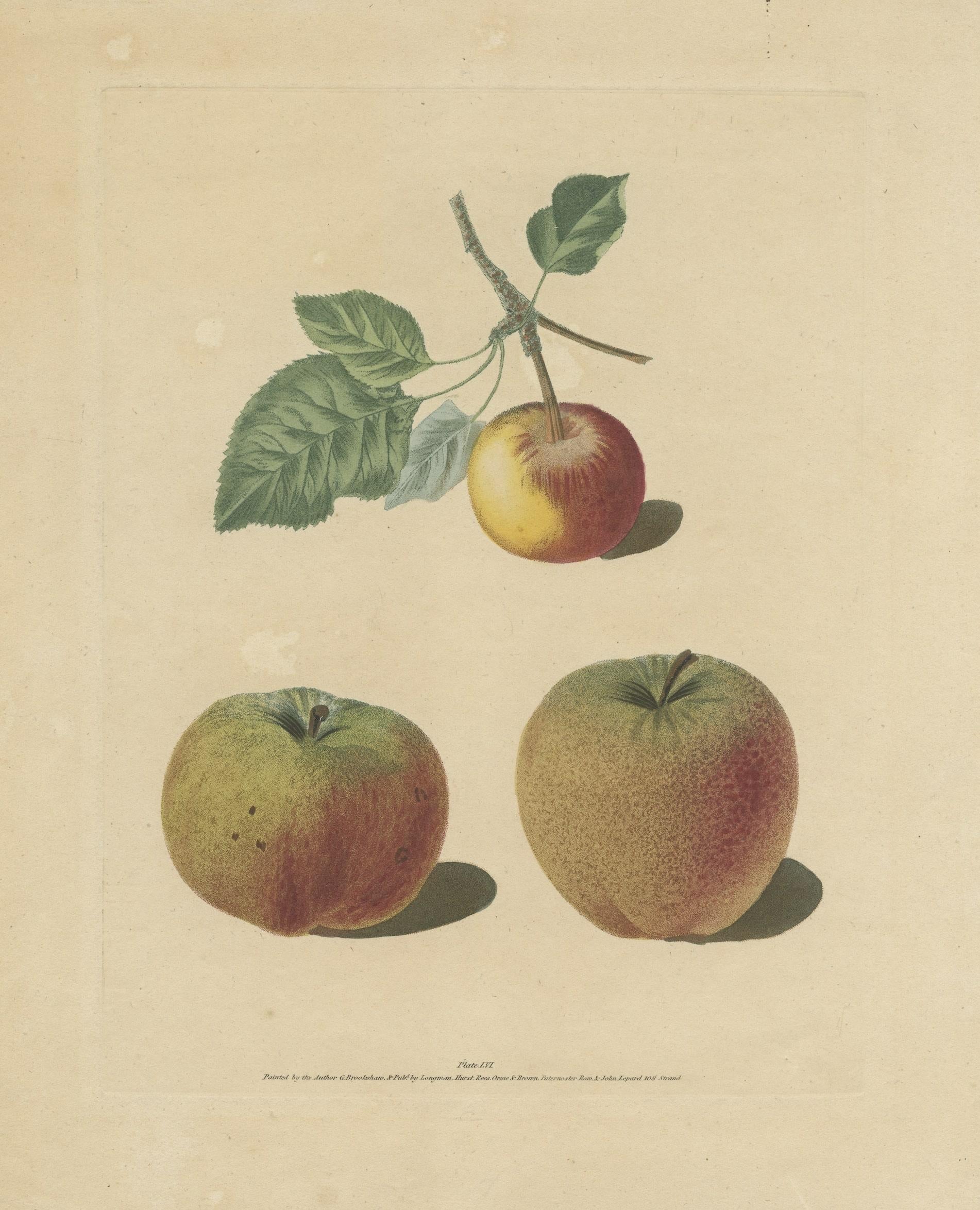 Antique Print of Pomme d'Api, Padly's Pippin and Bigg's Nonsuch Apples In Good Condition For Sale In Langweer, NL
