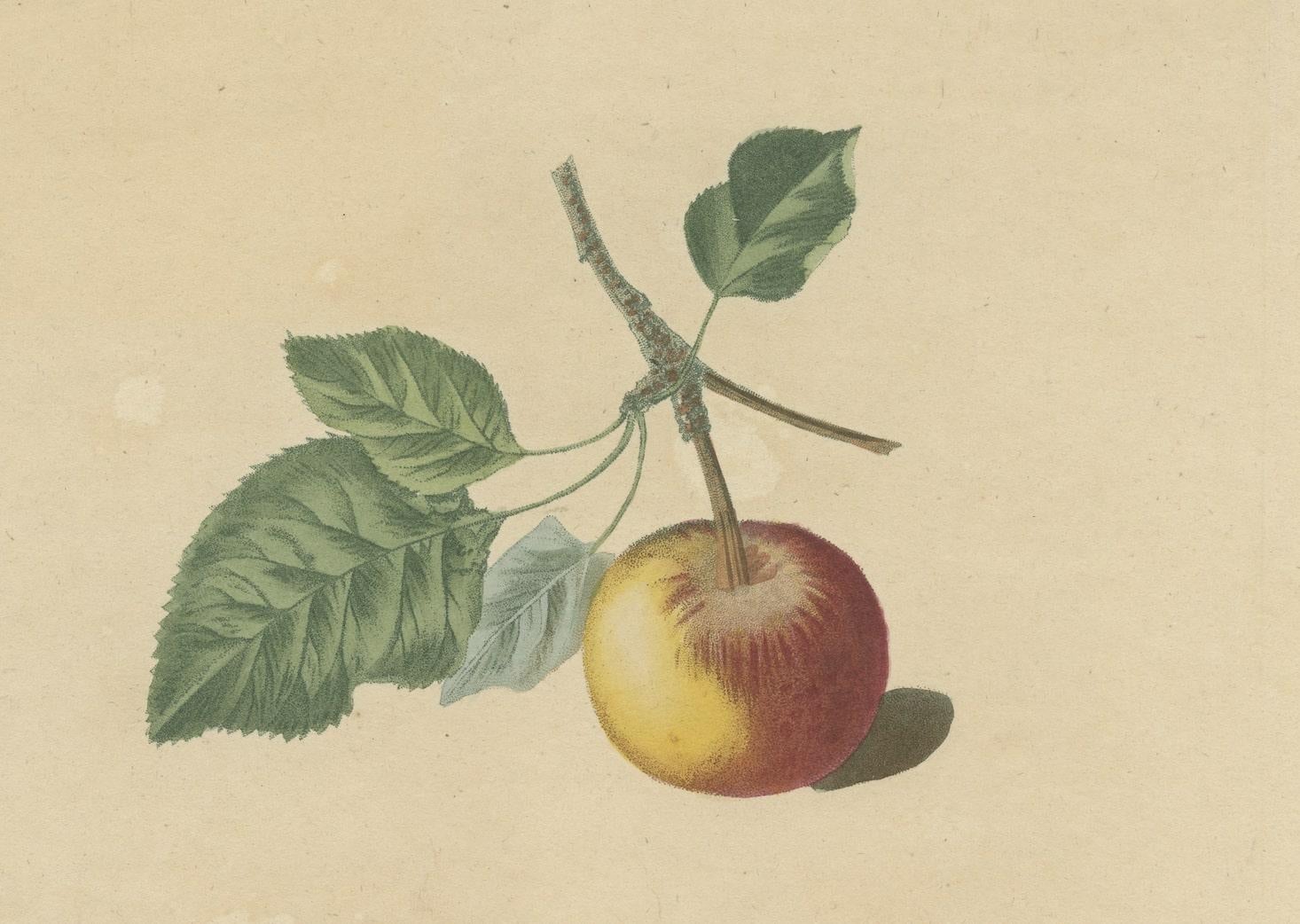 19th Century Antique Print of Pomme d'Api, Padly's Pippin and Bigg's Nonsuch Apples For Sale