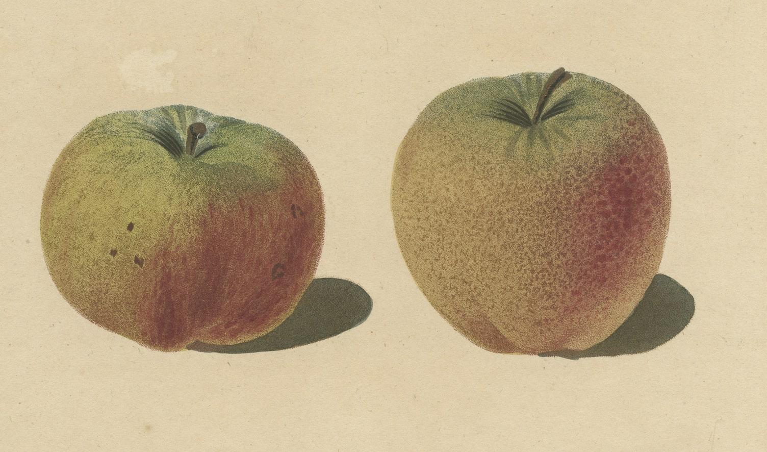 Paper Antique Print of Pomme d'Api, Padly's Pippin and Bigg's Nonsuch Apples For Sale
