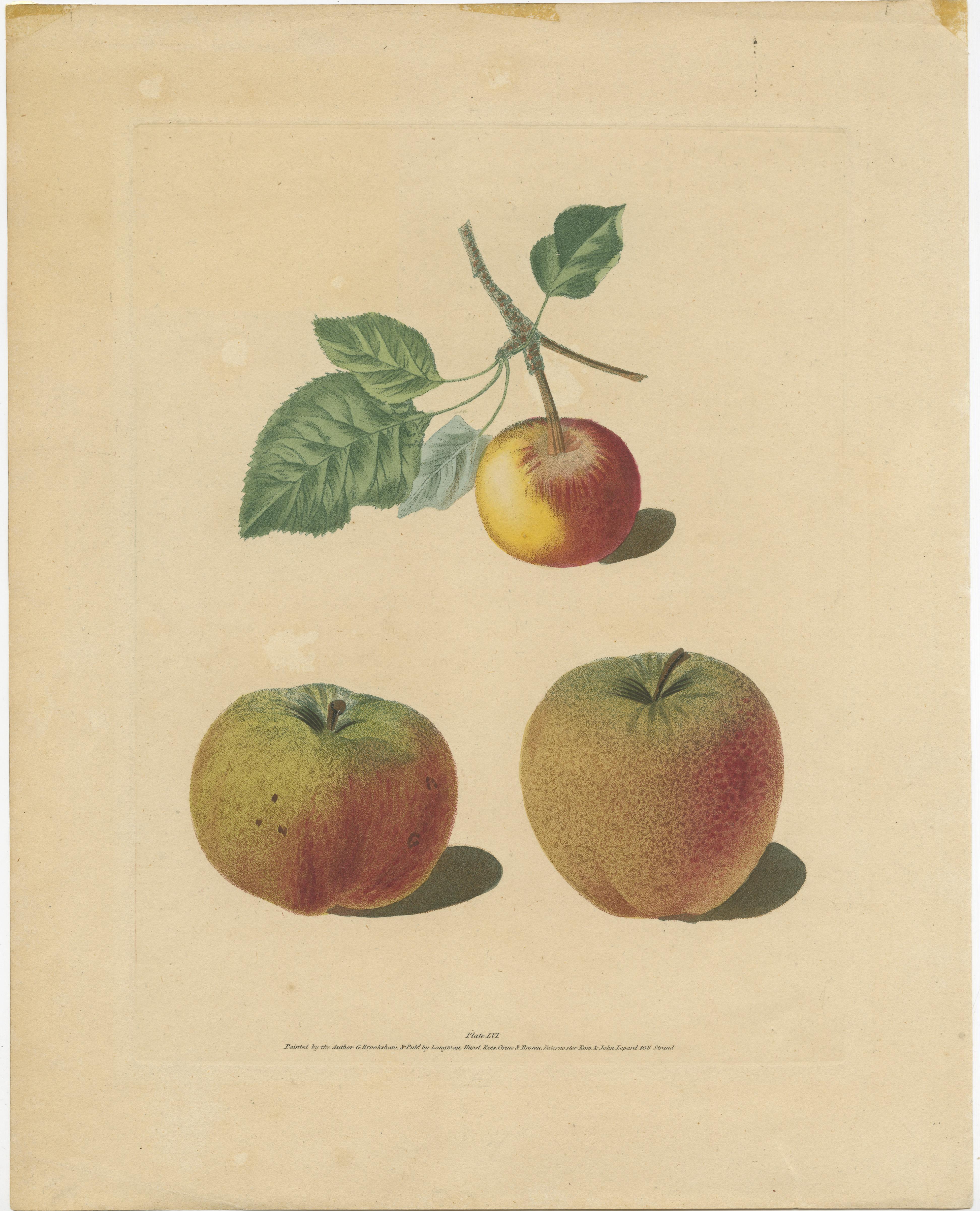 Antique Print of Pomme d'Api, Padly's Pippin and Bigg's Nonsuch Apples For Sale 1